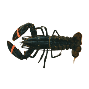 Lobster