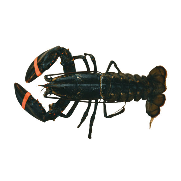Lobster