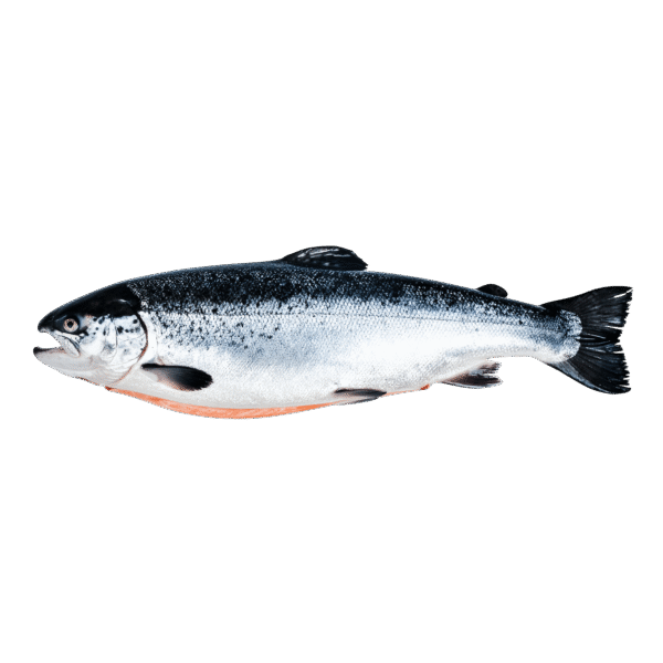 Salmon Salmon