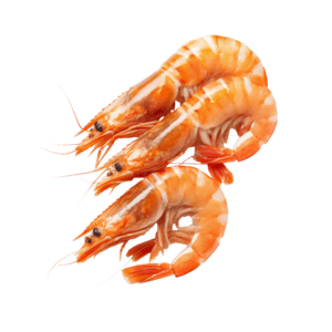 Shrimps