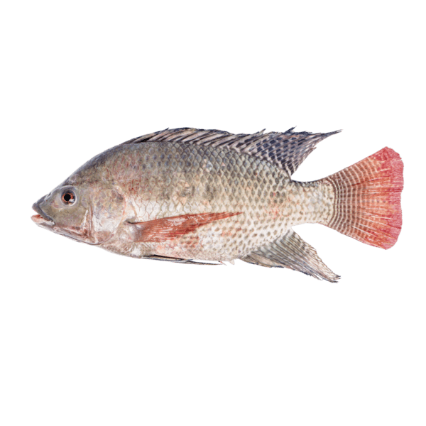 Tilapia