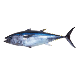 Tuna