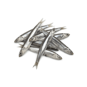 anchovy Anchovy