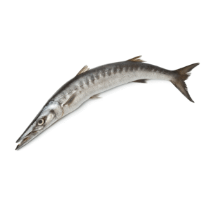 barracuda Barracuda