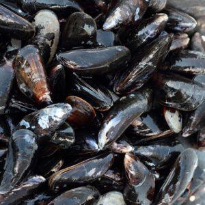 Black Mussels Full shell – Frozen