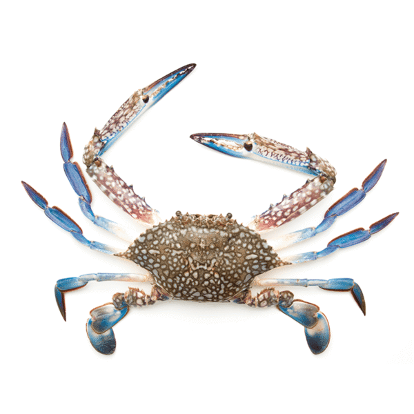blue-crab-small Blue Crab Small