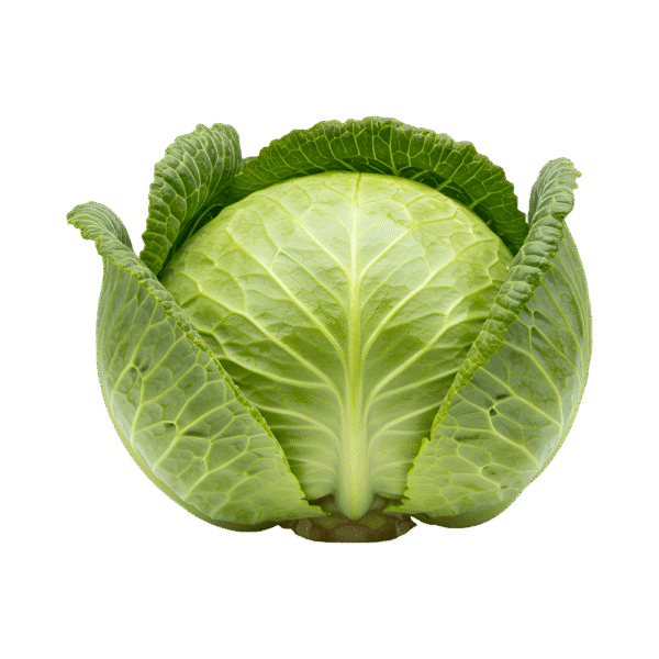 cabbage Cabbage