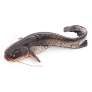 cat-fish Cat Fish