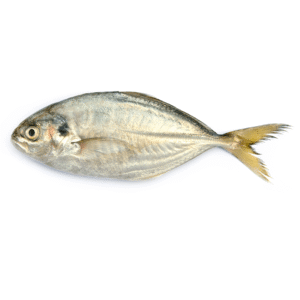 durduman Durduman