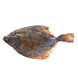 halibut Halibut