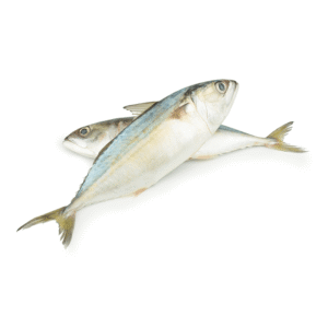 mackerel-medium Mackerel Medium
