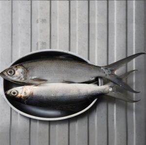 Milk Fish