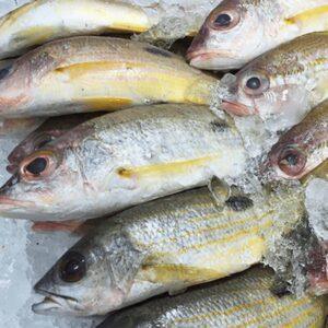 Naiser / Blackspot Snapper