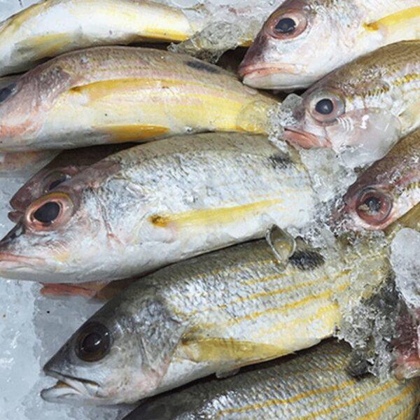naiser-blackspot-snapper Naiser / Blackspot Snapper