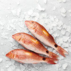 Red Mullet