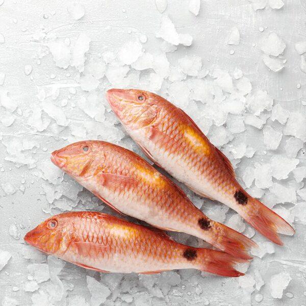 Red Mullet