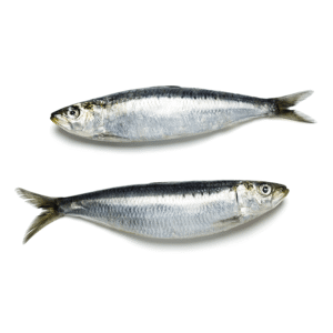 Sardine – Small