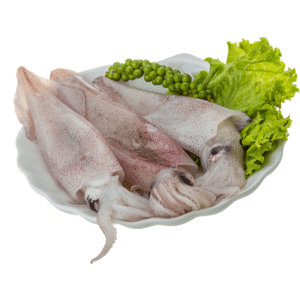 squid-medium Squid Medium
